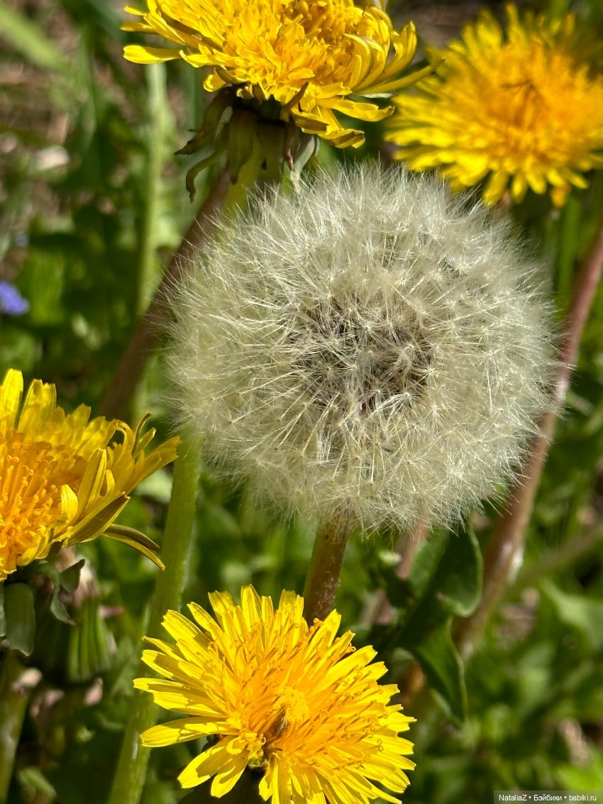 Сейдж (часть 2) 🌾 — Куклы Ruby Red (Руби Ред) Fashion Friends: Siblies (фото 6)