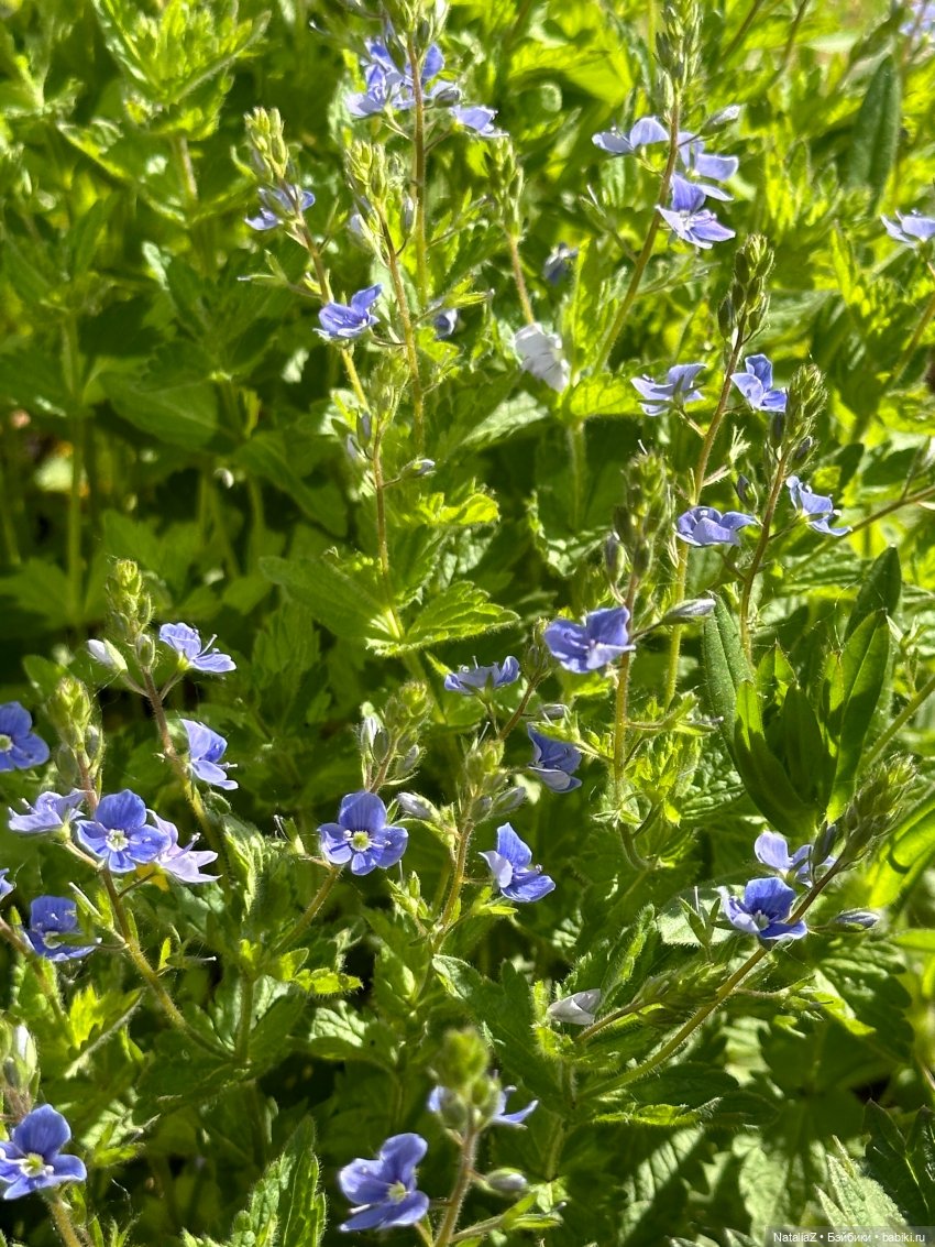 Сейдж (часть 2) 🌾 — Куклы Ruby Red (Руби Ред) Fashion Friends: Siblies (фото 5)
