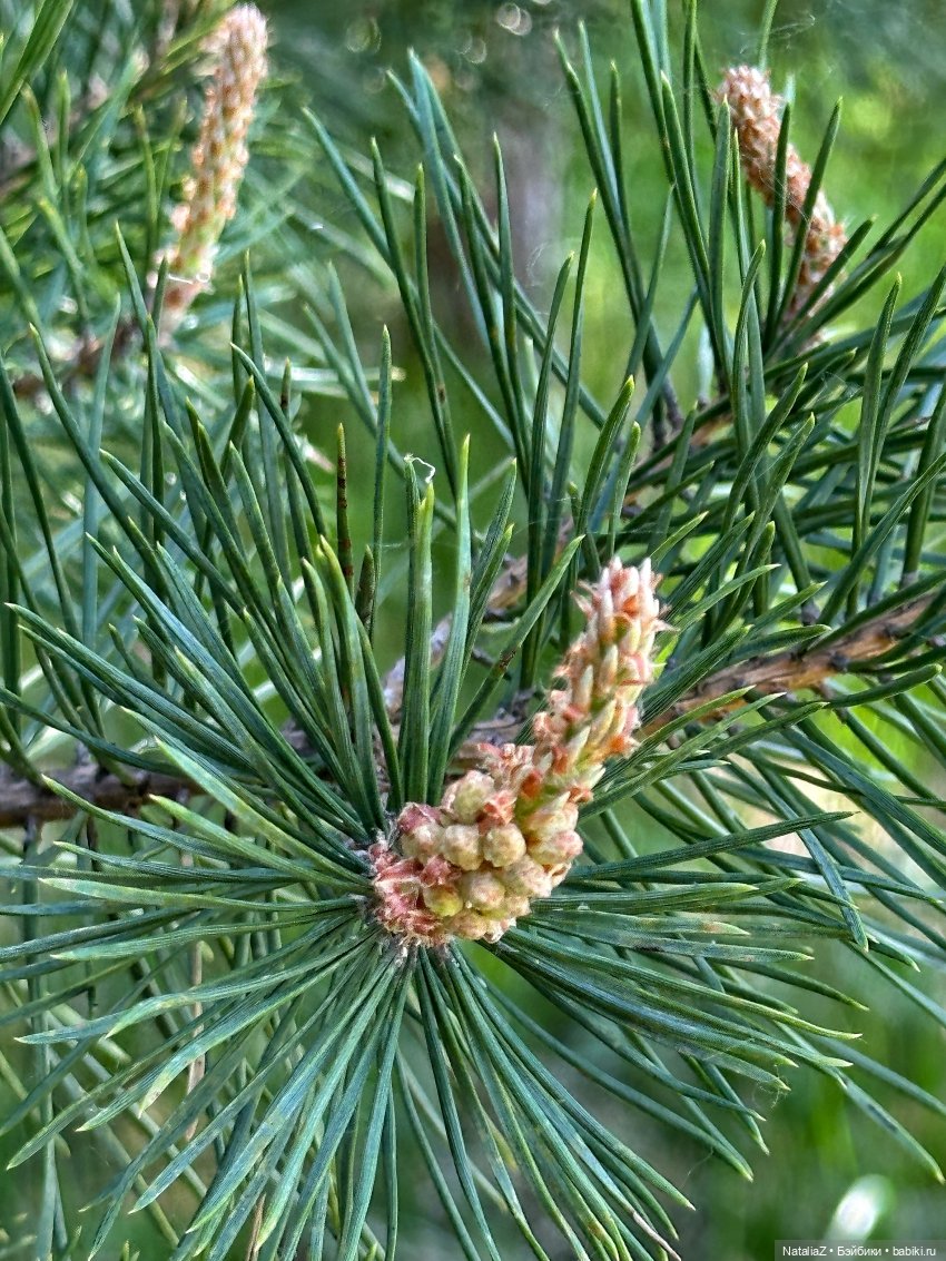 Сейдж (часть 2) 🌾 — Куклы Ruby Red (Руби Ред) Fashion Friends: Siblies