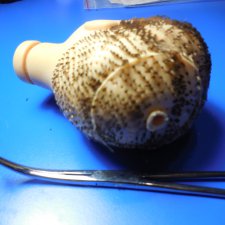 SOS!!! Прошивка волос