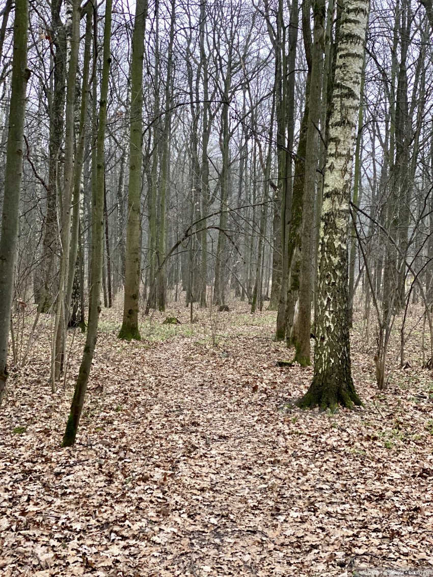 Заблудилась осень в декабре (фото 5)