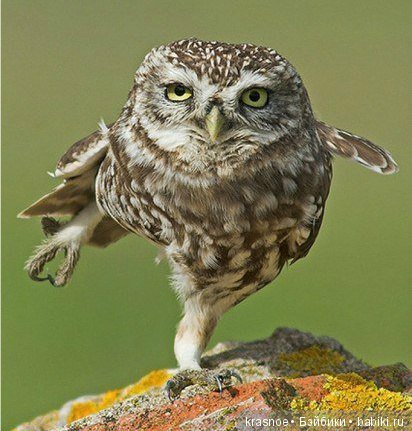 Микро. "5 секунд. Полет нормальный!". Связано мною (фото 5)