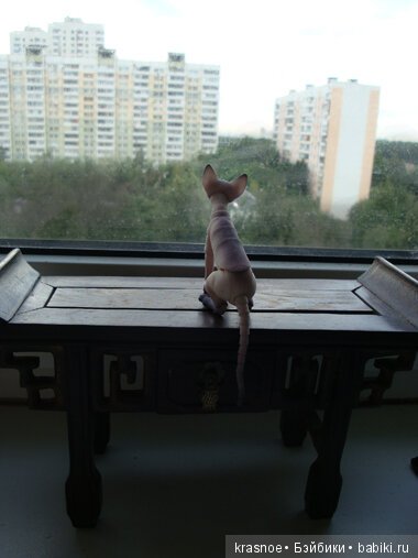 Настроенческое. Два кота. (Мои фотоклипы, фотосказки, фотозарисовки)