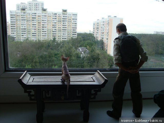 Настроенческое. Два кота. (Мои фотоклипы, фотосказки, фотозарисовки) (фото 2)