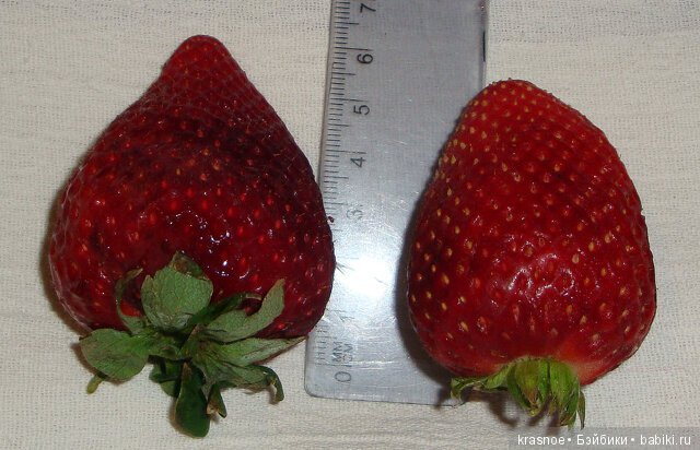 А не поесть ли нам клубники? Истории нашего дома (фото 3)