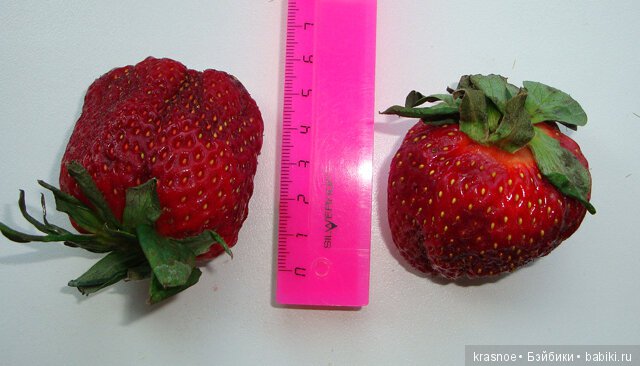 А не поесть ли нам клубники? Истории нашего дома (фото 4)