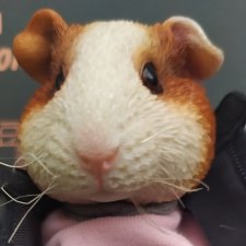 Морская свинка от Mr.Z, Pocket Zootopia Морская свинка от Mr.Z, Pocket Zootopia