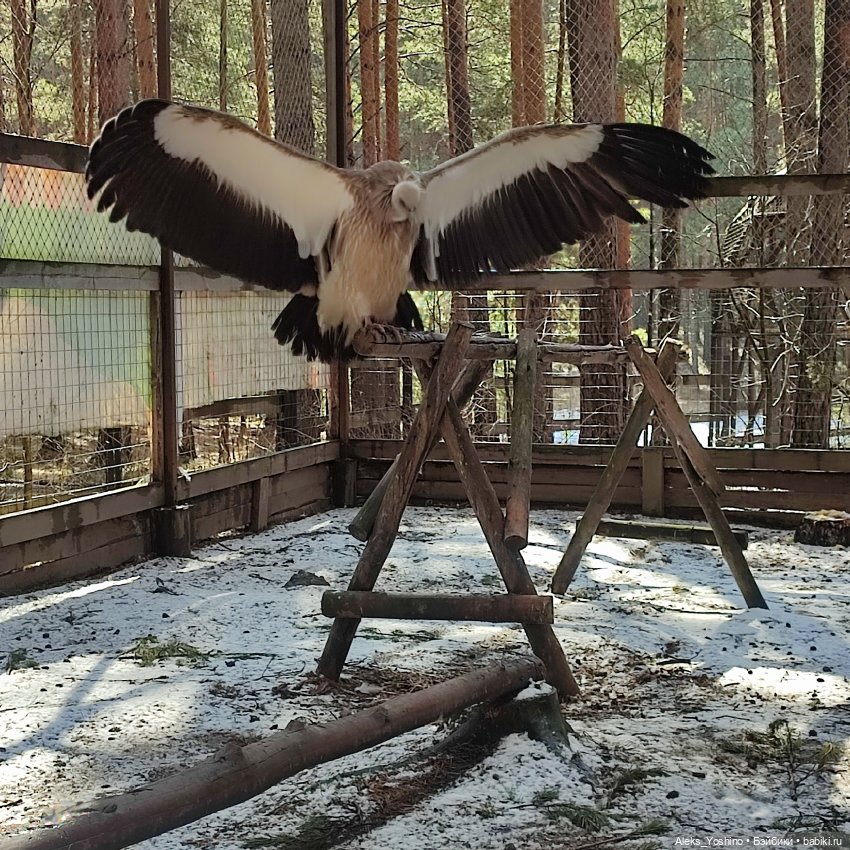 Поездка к диким птицам — Куклы Barbie (Барби): Looks (фото 9)