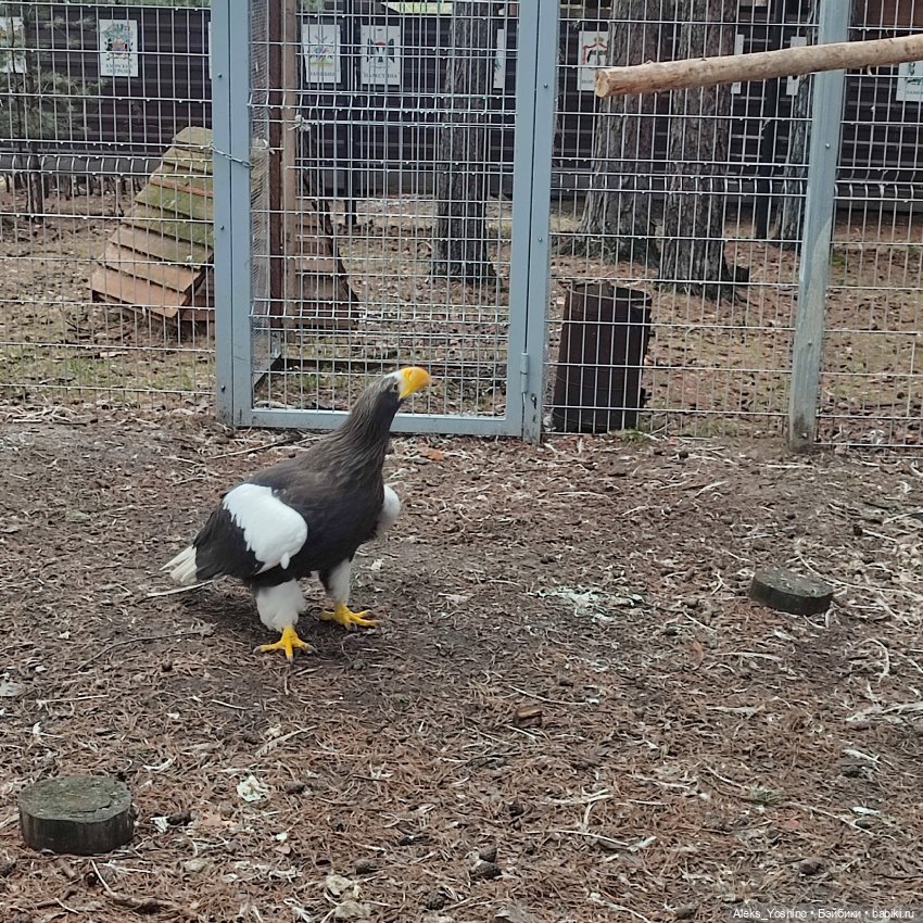 Поездка к диким птицам — Куклы Barbie (Барби): Looks