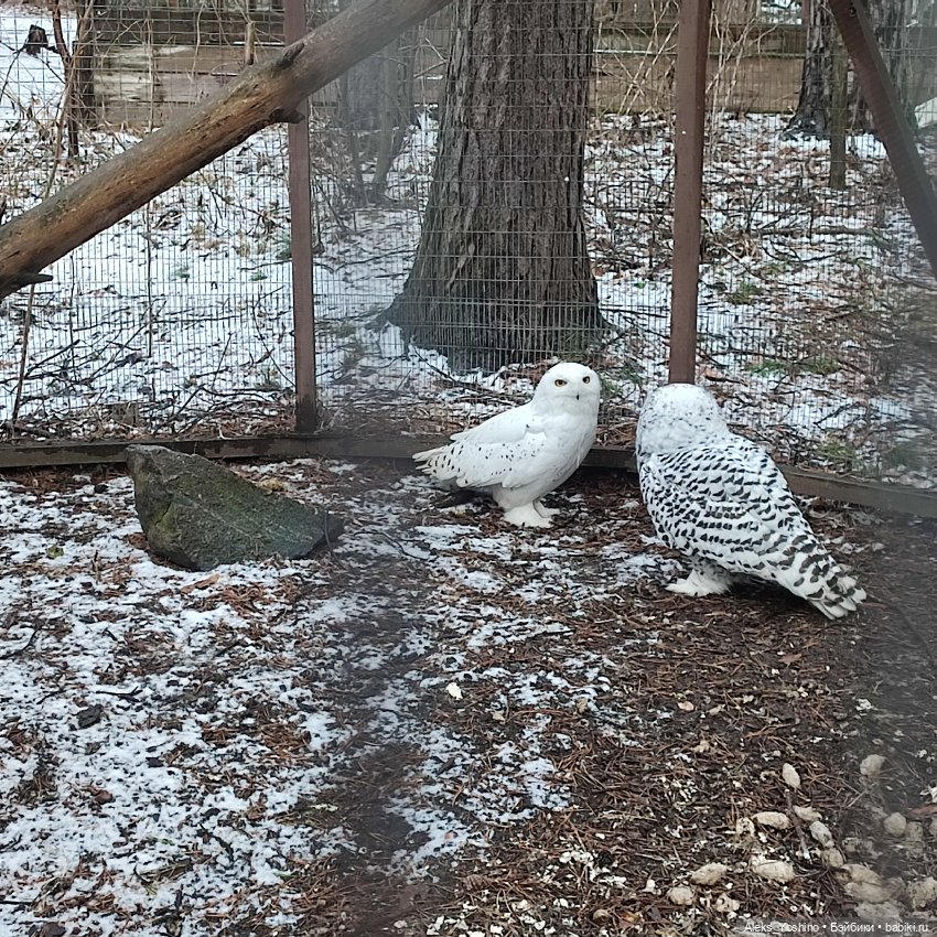 Поездка к диким птицам — Куклы Barbie (Барби): Looks (фото 8)