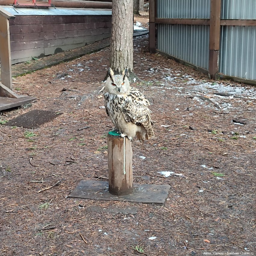 Поездка к диким птицам — Куклы Barbie (Барби): Looks