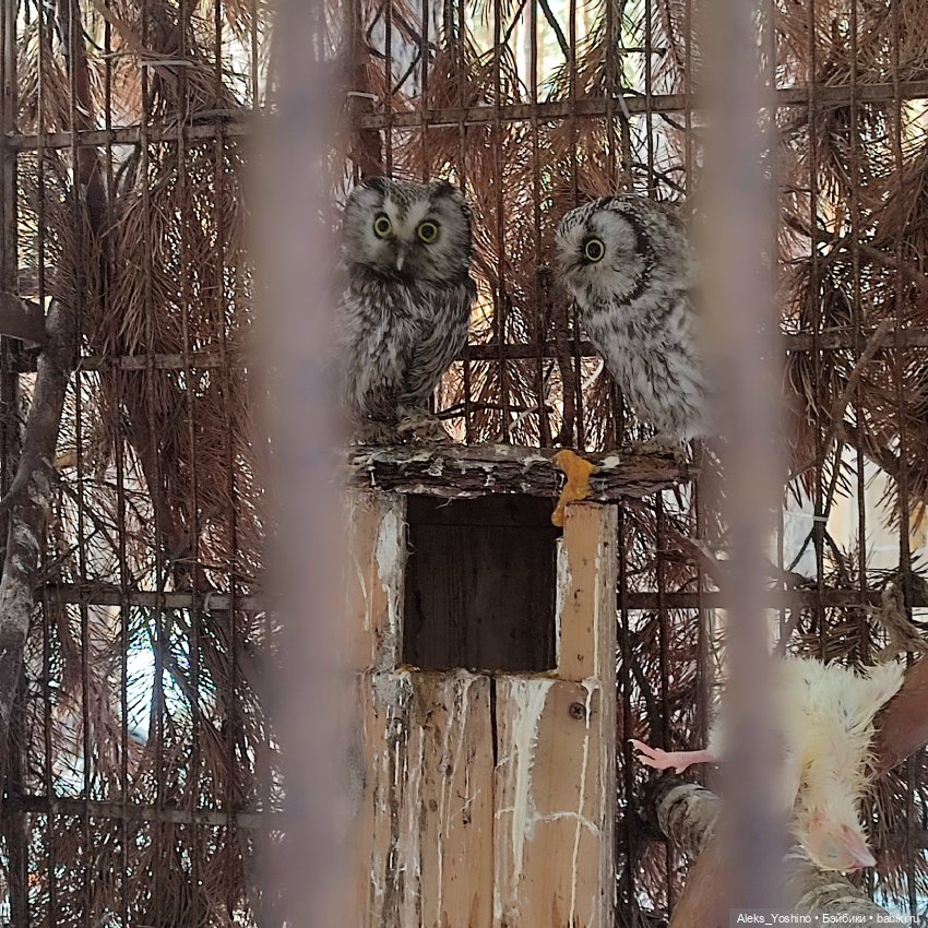 Поездка к диким птицам — Куклы Barbie (Барби): Looks (фото 10)