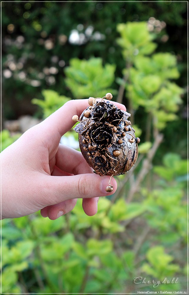 Как я высиживала яйца | Бэйбики Как я высиживала яйца — Другие хобби и увлечения: сад (фото 10)