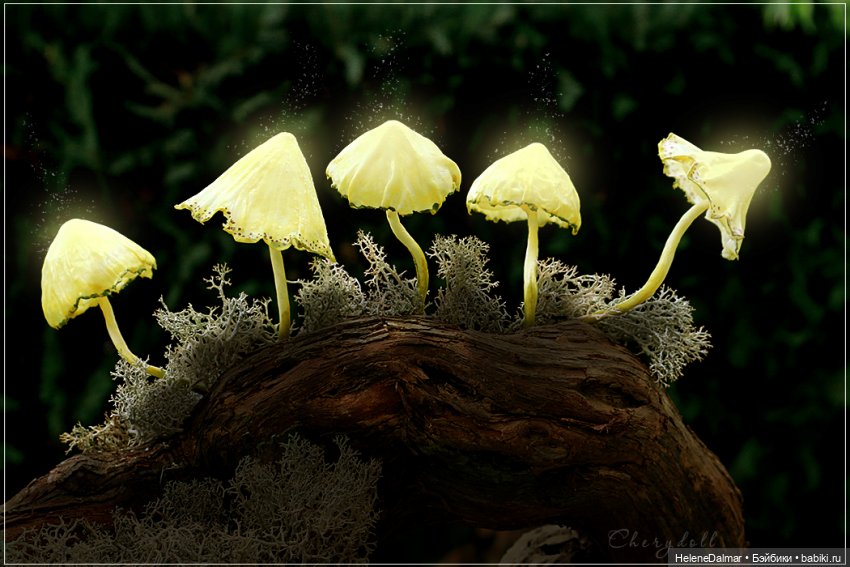 Светящиеся грибы — Другие хобби и увлечения: сад (фото 4)