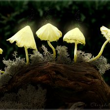 Светящиеся грибы