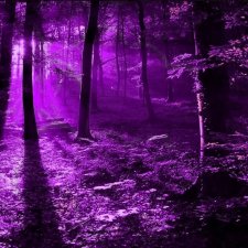 Фиолетовый лес