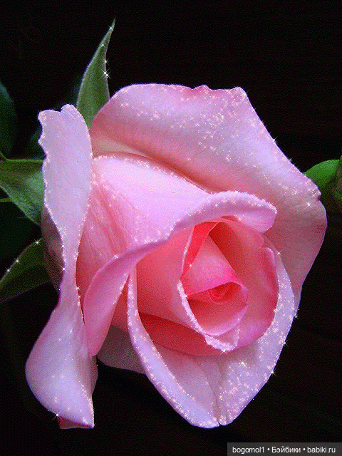 Цветы  для прекрасной гостьи