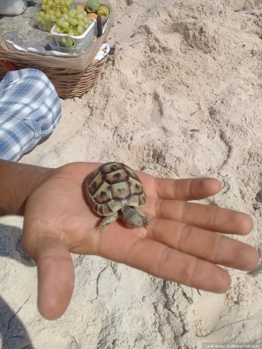 Дивы осваивают пляж и отель (фото 4)