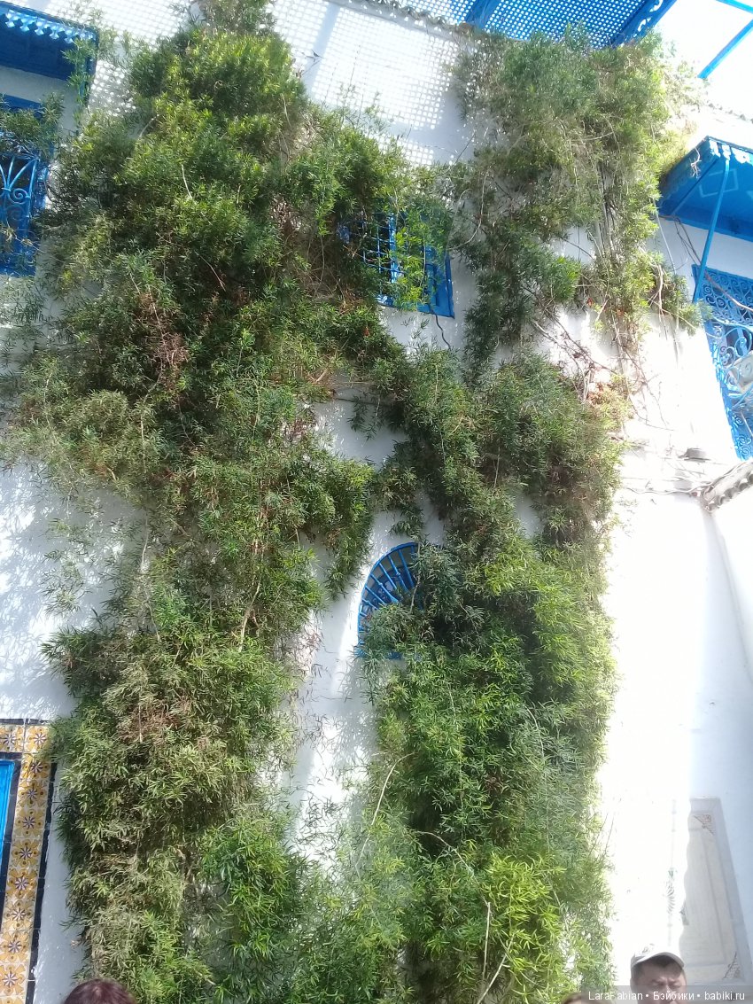 Сиди бу Саид или в гостях у Анжелики | Бэйбики Сиди бу Саид или в гостях у Анжелики