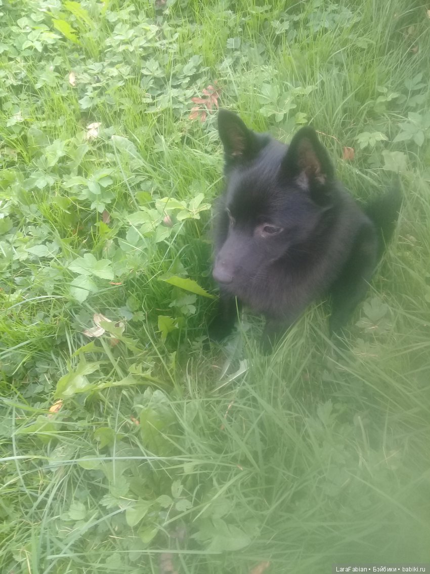 Как воины урожай собирали (фото 6)