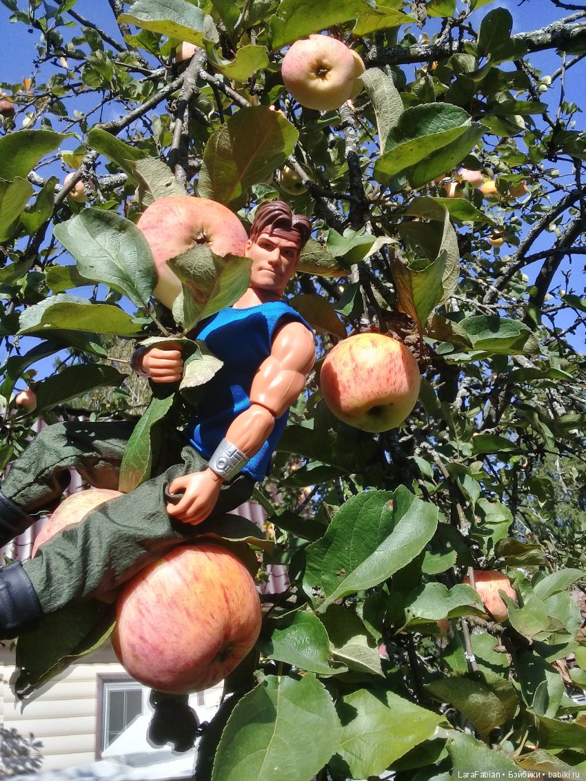 Как воины урожай собирали (фото 3)