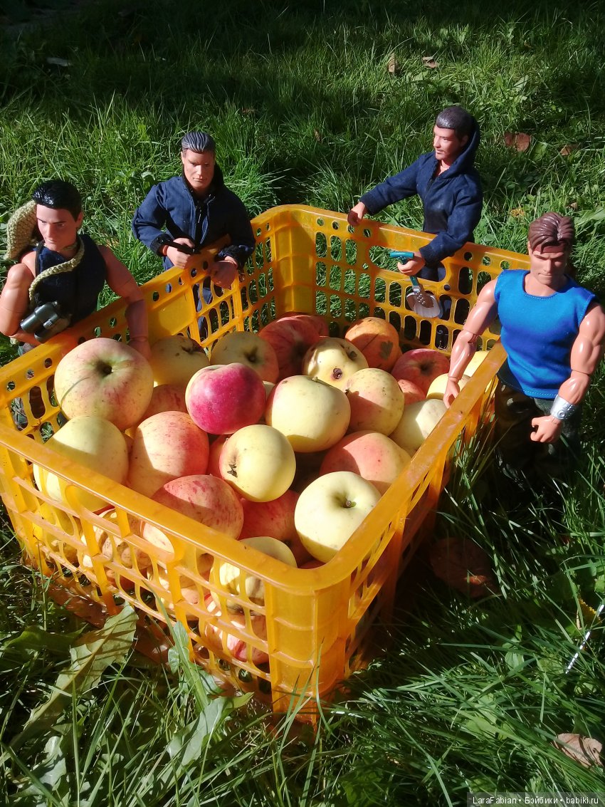 Как воины урожай собирали (фото 4)