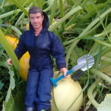 Как воины урожай собирали