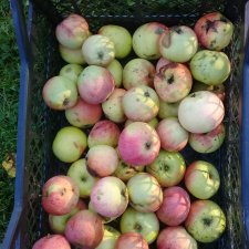 Яблоки на радость