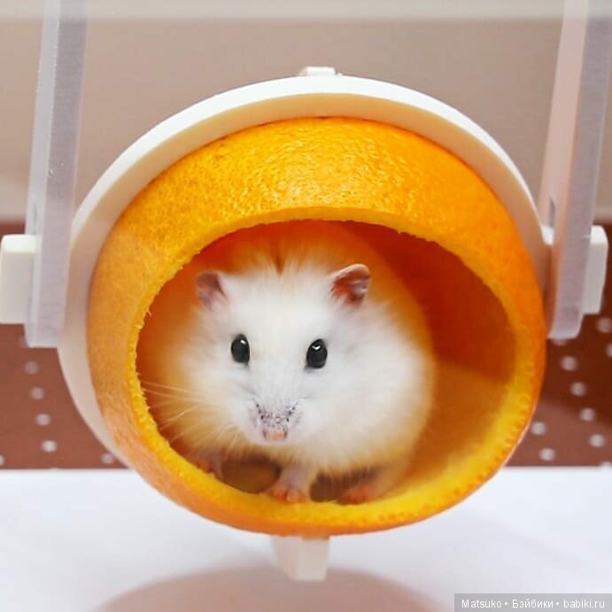 Домики, домики — Интересное и необычное: фотоподборки (фото 2)