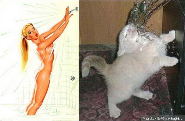 Девушки и кошки — Болталка и разговоры обо всем: жизнь