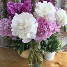 Пионы и куклы