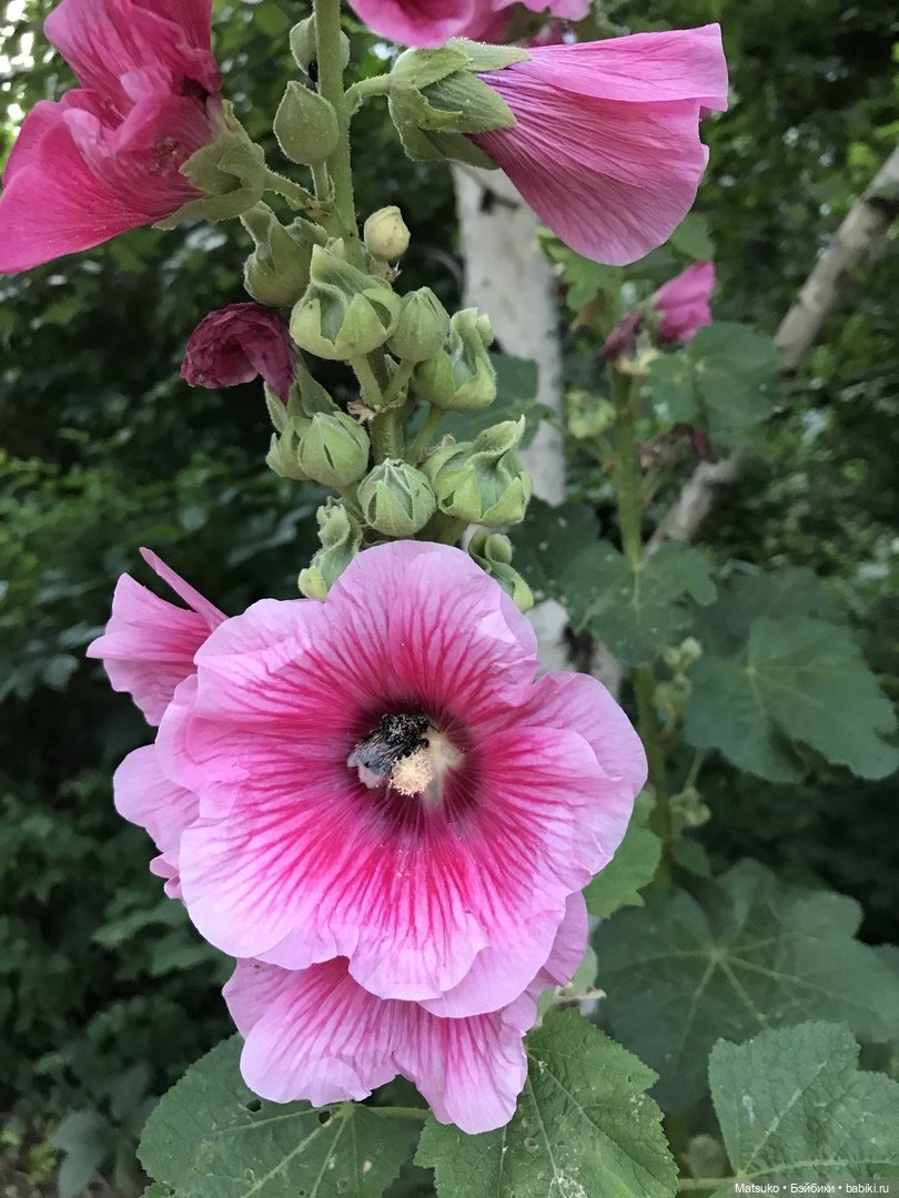 Такая разная мальва — Куклы Baboliy (Баболи