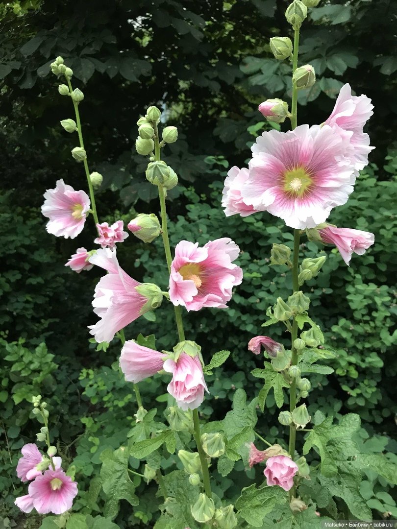 Такая разная мальва — Куклы Baboliy (Баболи