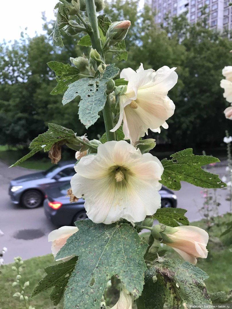 Такая разная мальва — Куклы Baboliy (Баболи