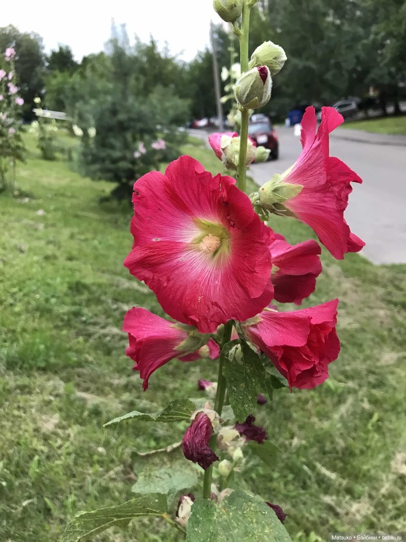 Такая разная мальва — Куклы Baboliy (Баболи (фото 8)