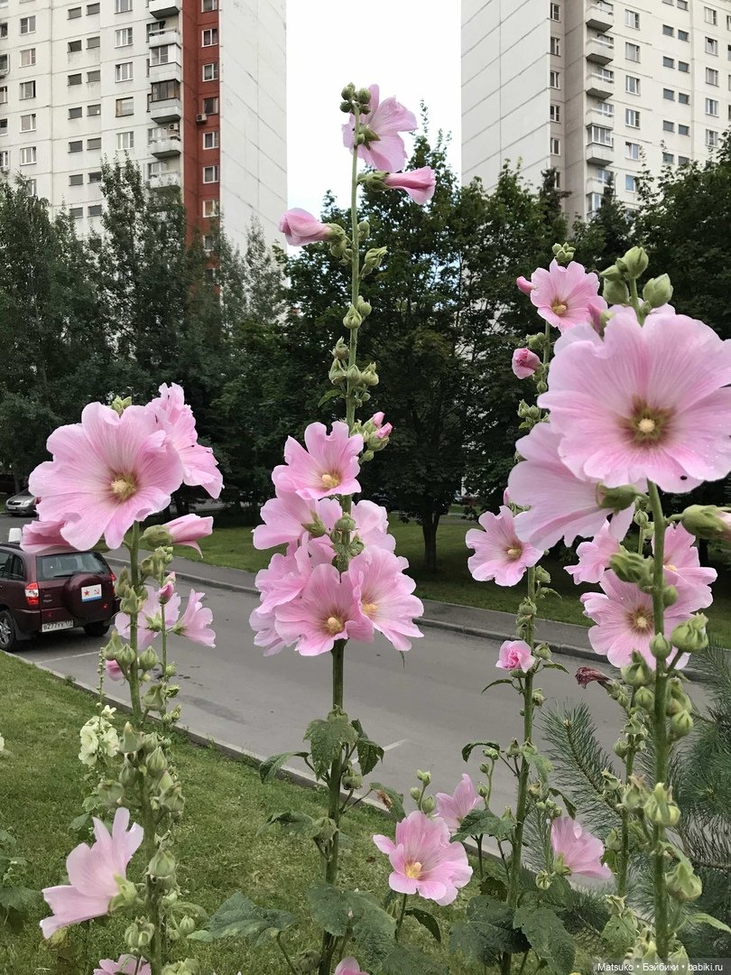 Такая разная мальва — Куклы Baboliy (Баболи