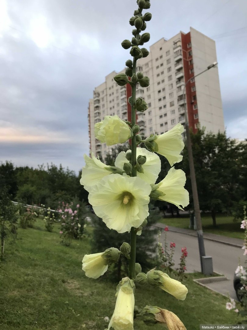 Такая разная мальва — Куклы Baboliy (Баболи