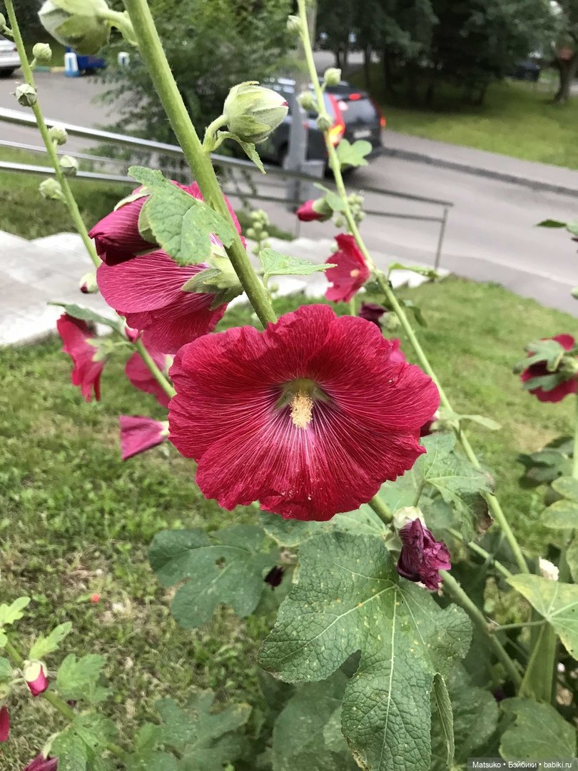 Такая разная мальва — Куклы Baboliy (Баболи