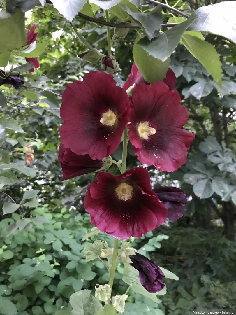 Такая разная мальва — Куклы Baboliy (Баболи