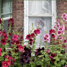 Такая разная мальва