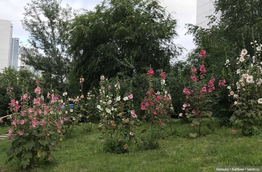 Такая разная мальва — Куклы Baboliy (Баболи (фото 3)