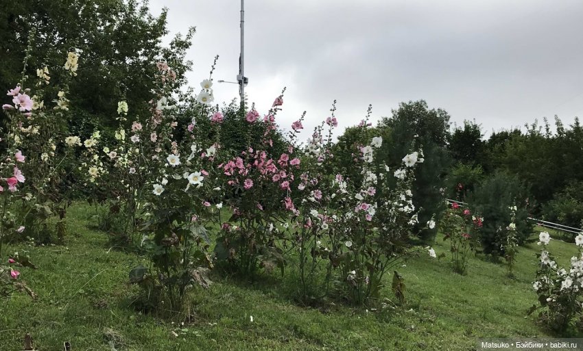 Такая разная мальва — Куклы Baboliy (Баболи (фото 4)