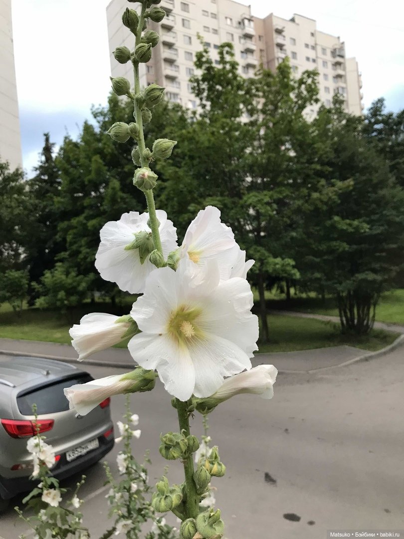 Такая разная мальва — Куклы Baboliy (Баболи