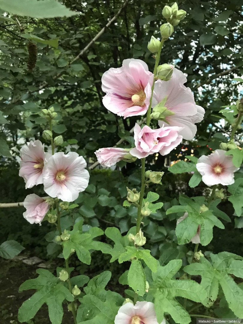 Такая разная мальва — Куклы Baboliy (Баболи