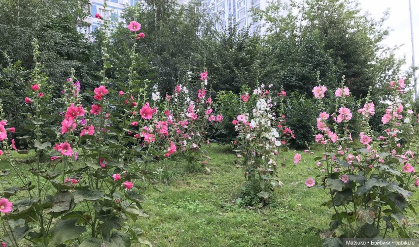 Такая разная мальва — Куклы Baboliy (Баболи (фото 2)