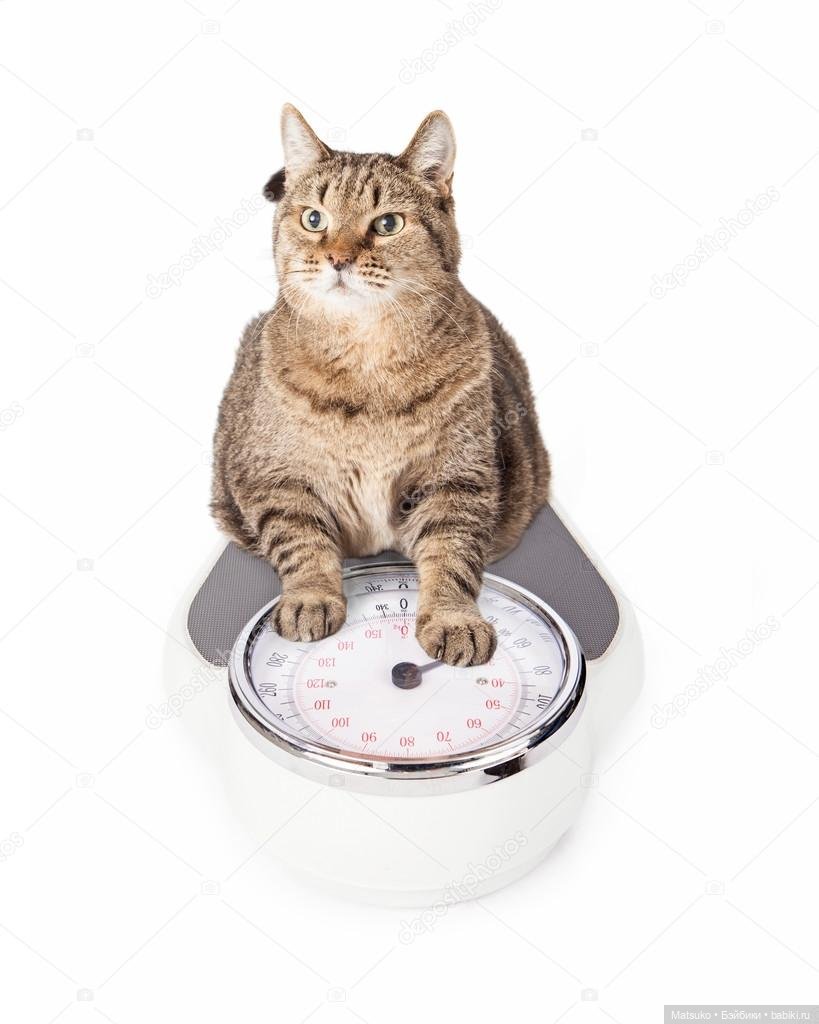 Диета для кота, с целью найти его талию | Бэйбики Диета для кота, с целью найти его талию