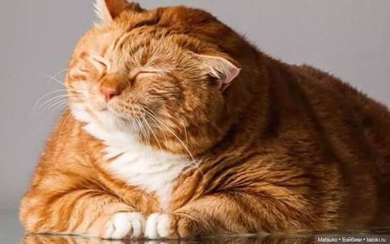 Диета для кота, с целью найти его талию | Бэйбики Диета для кота, с целью найти его талию (фото 8)
