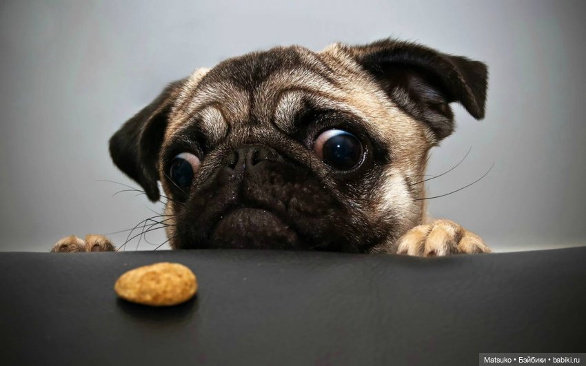 Диета для кота, с целью найти его талию | Бэйбики Диета для кота, с целью найти его талию (фото 7)