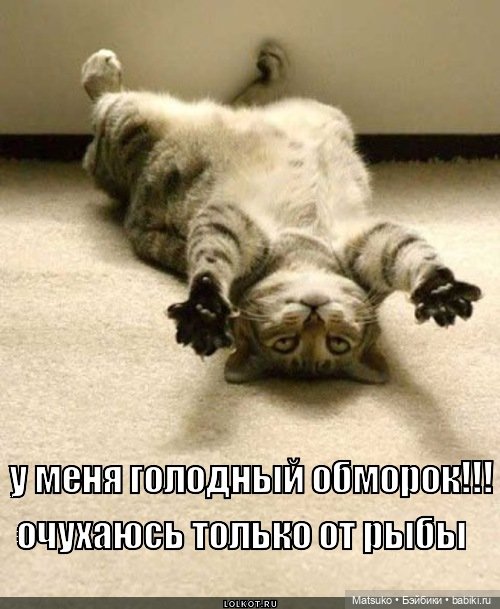 Диета для кота, с целью найти его талию | Бэйбики Диета для кота, с целью найти его талию (фото 10)