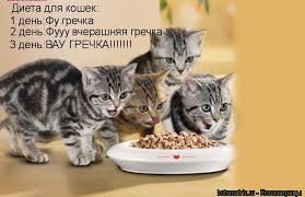 Диета для кота, с целью найти его талию | Бэйбики Диета для кота, с целью найти его талию